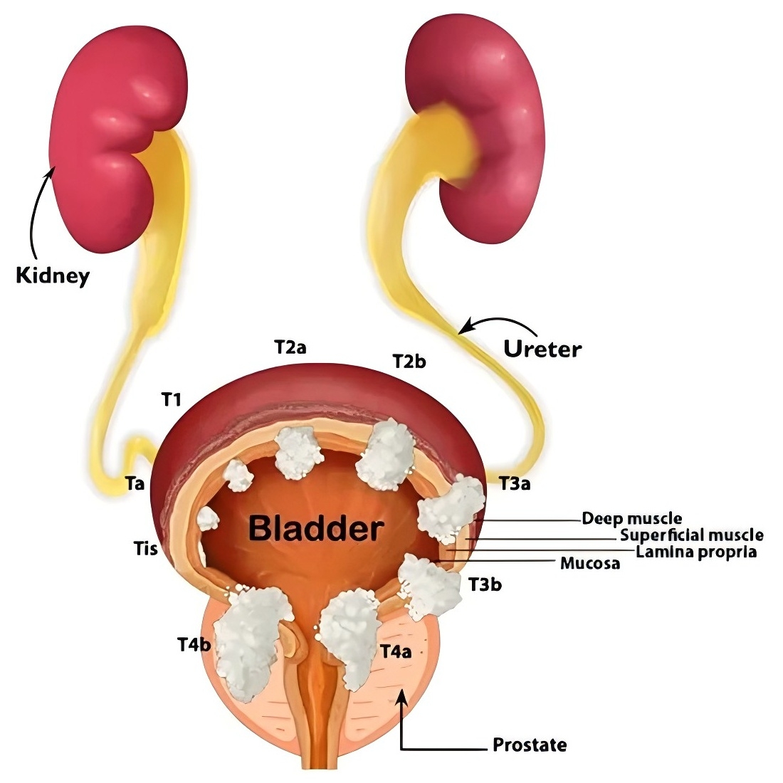 4dd94888-6d62-4ab3-992c-1da60d36ab26.png.jpg